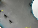Zderzak przedni Citroen C3 III 20-24r. Lift przód 9835941177