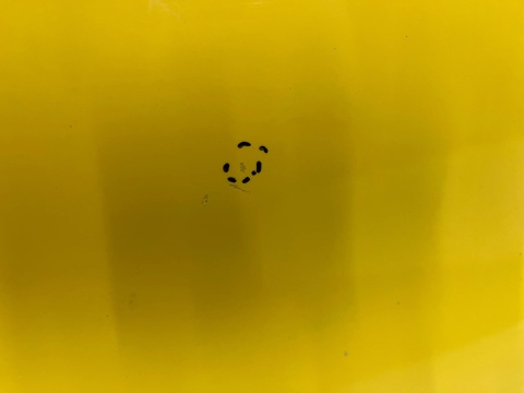 Drzwi Citroen Jumpy Expert Scudo Vivaro C ProAce 3 III 16r.- prawe przednie prawy przód 9812213980